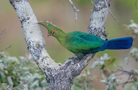 Schalow's Turaco